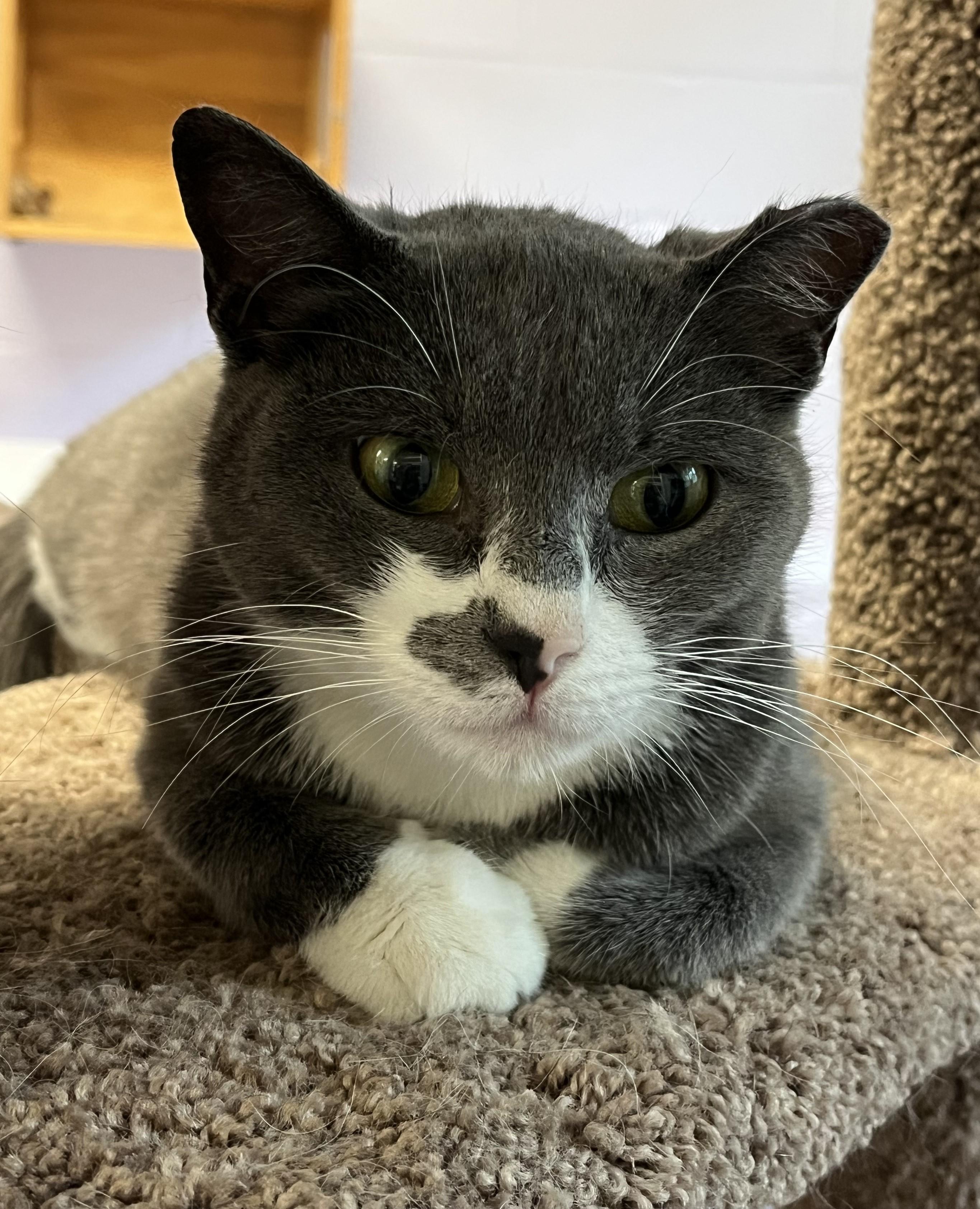 Enlarge Vanna, a ADOPTABLE Domestic Short Hair in Harrison, NY image 3/6