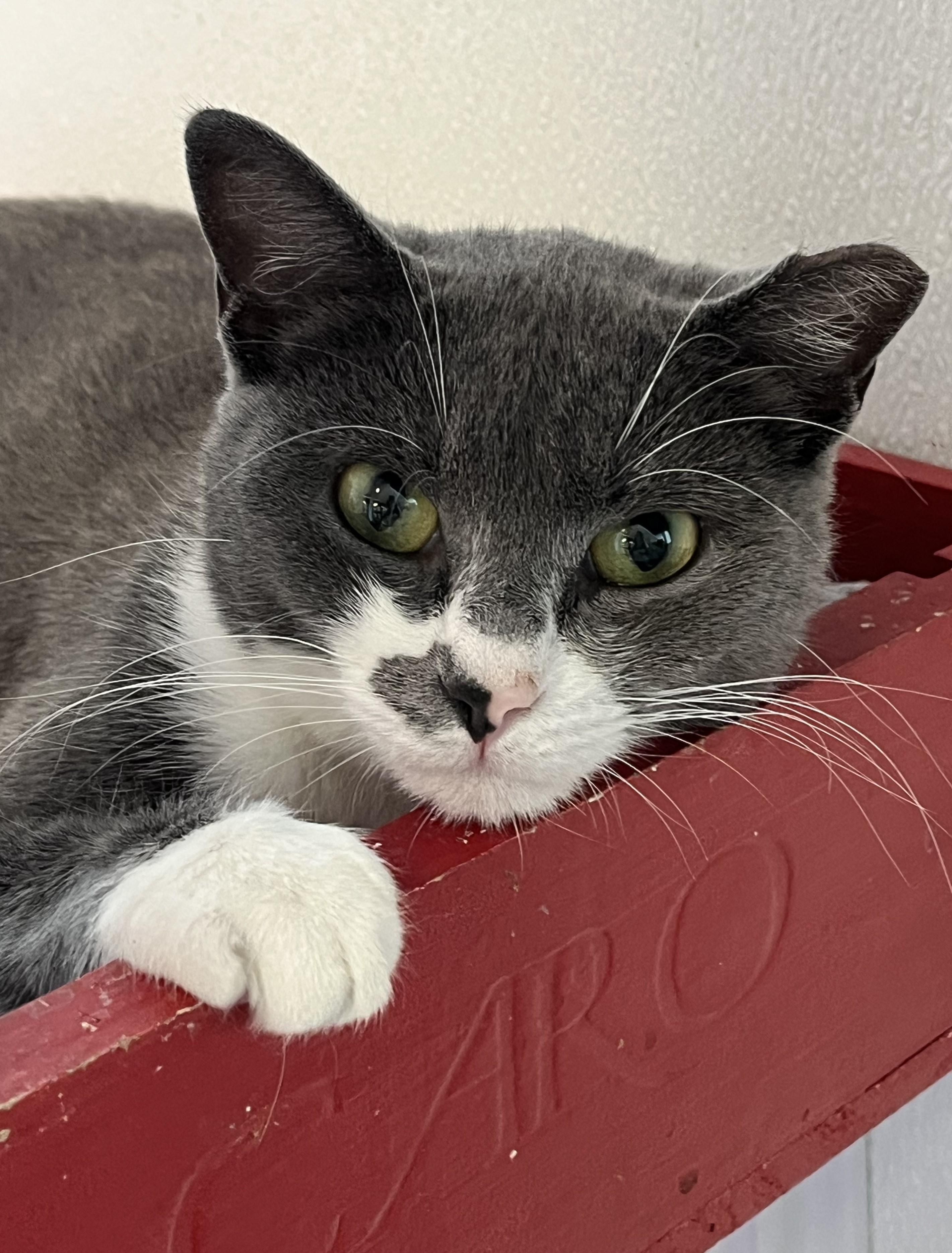 Vanna, ADOPTABLE, Young Female Domestic Short Hair.