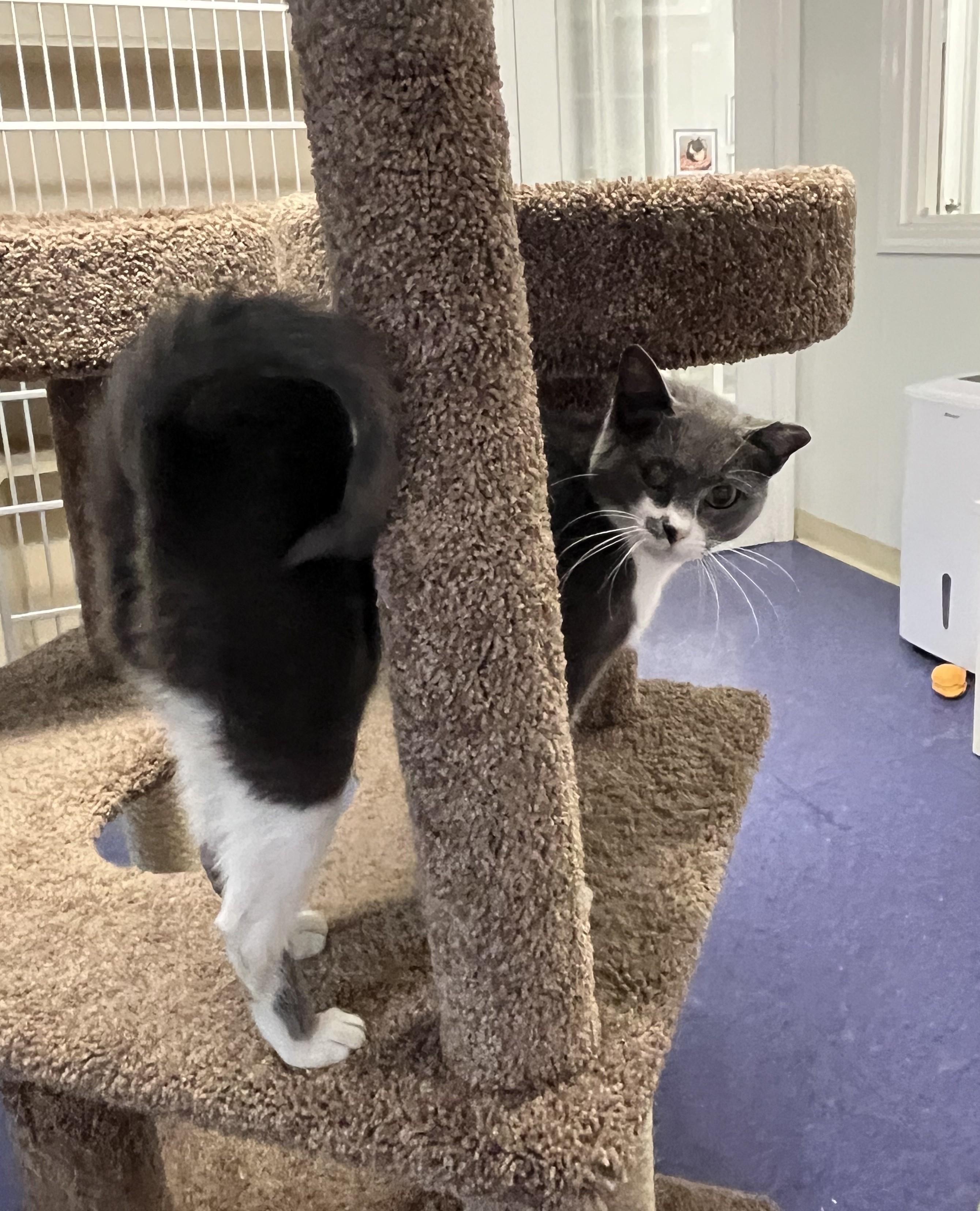 Enlarge Vanna, a ADOPTABLE Domestic Short Hair in Harrison, NY image 4/6