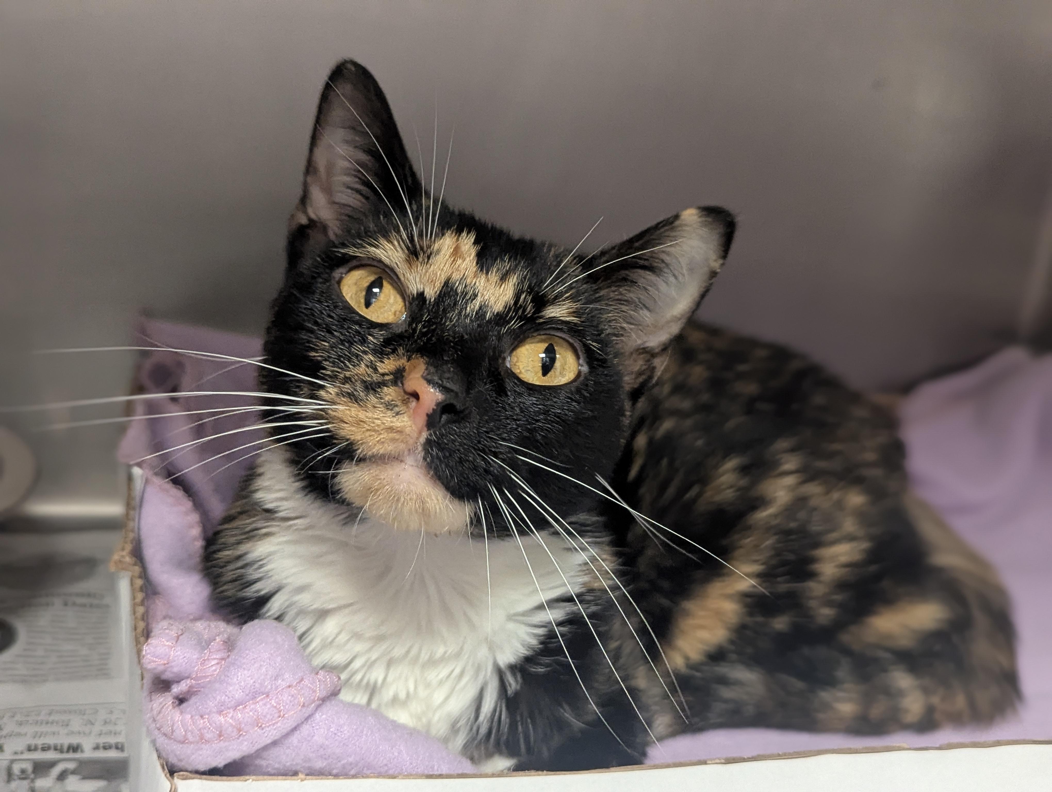 Enlarge Erica, an adopted Domestic Short Hair in Springfield, IL image 2/4
