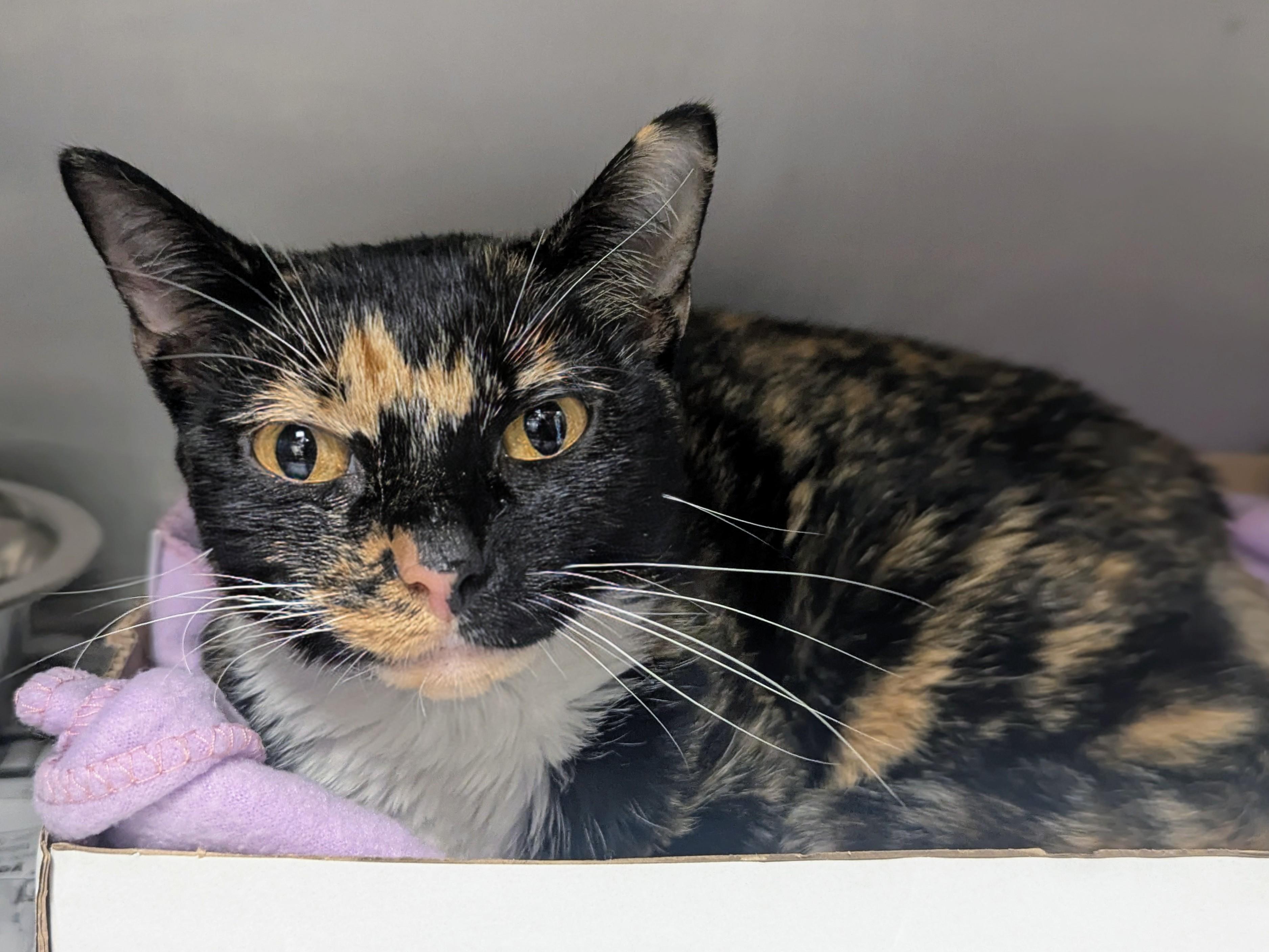 Enlarge Erica, an adopted Domestic Short Hair in Springfield, IL image 4/4