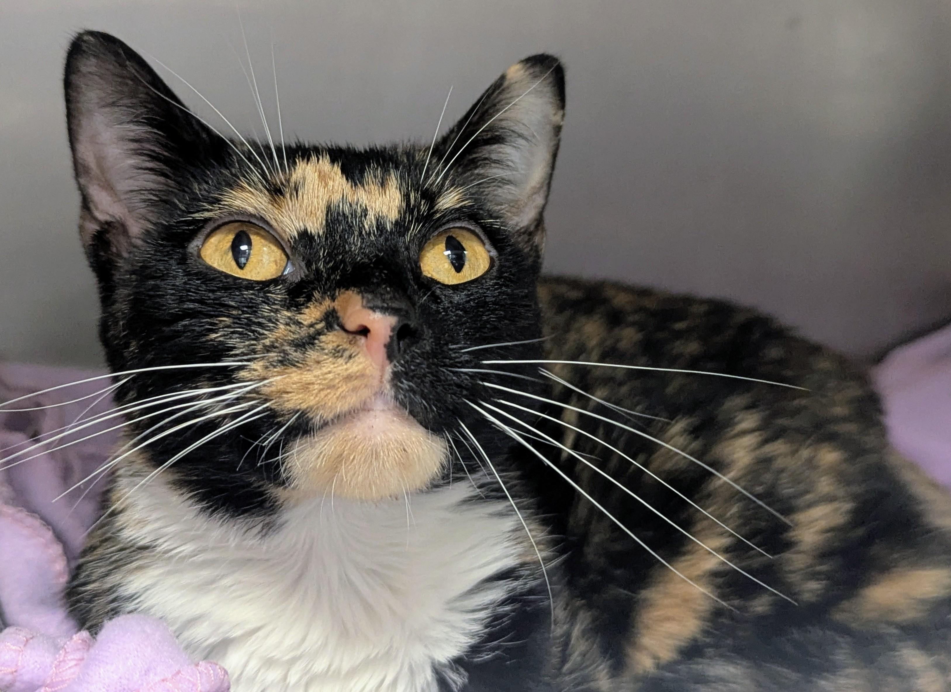 Enlarge Erica, an adopted Domestic Short Hair in Springfield, IL image 3/4