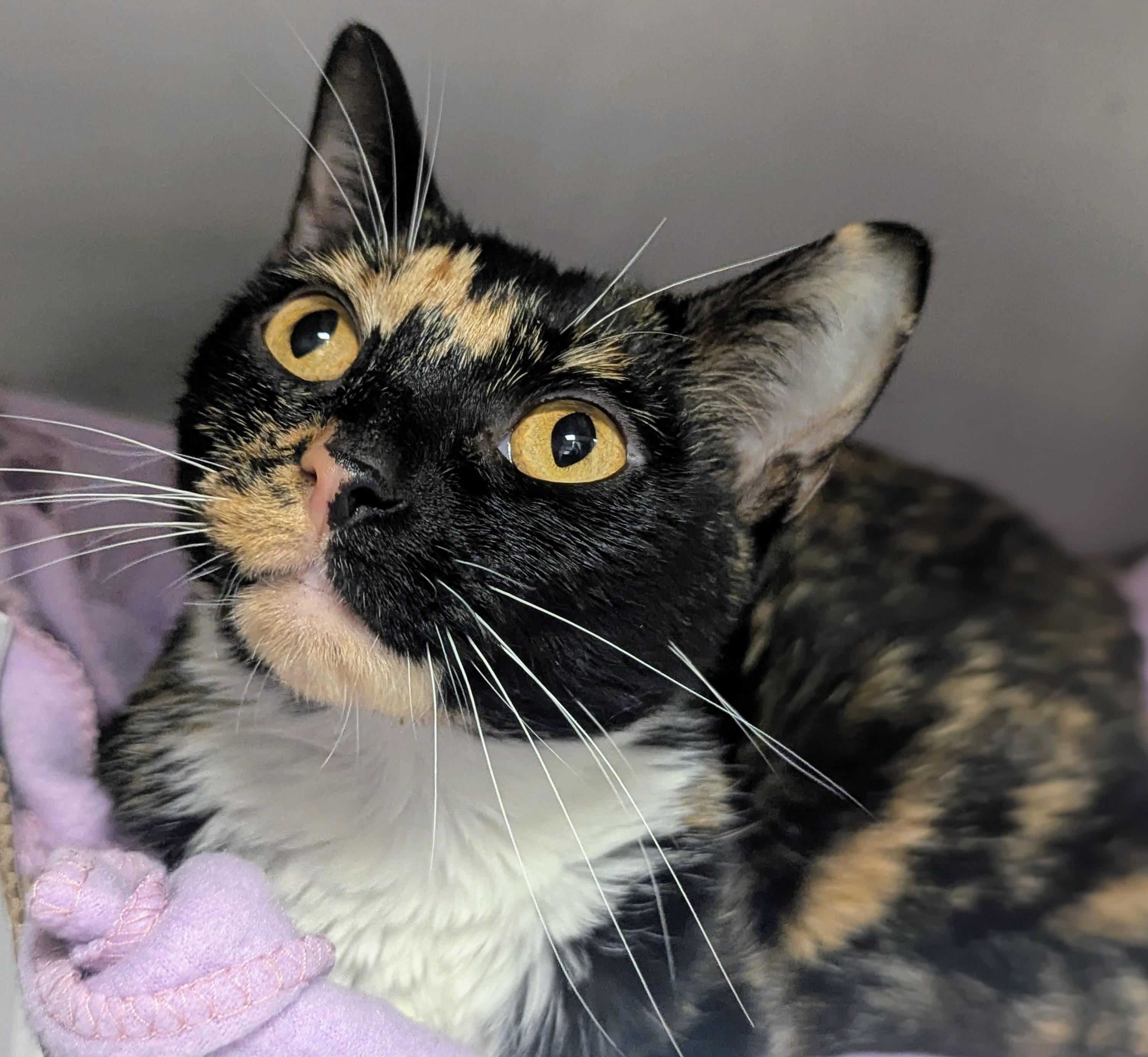 Erica, adopted, Young Female Domestic Short Hair.