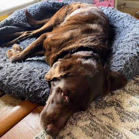 Hershey Kiss — thumbnail 5