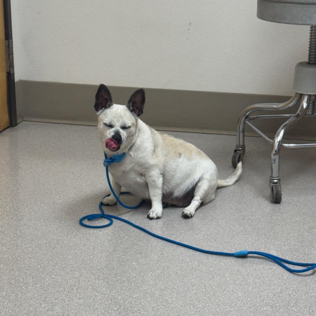 Lolita, Adoptable, Adult Female Chihuahua & Mixed Breed.