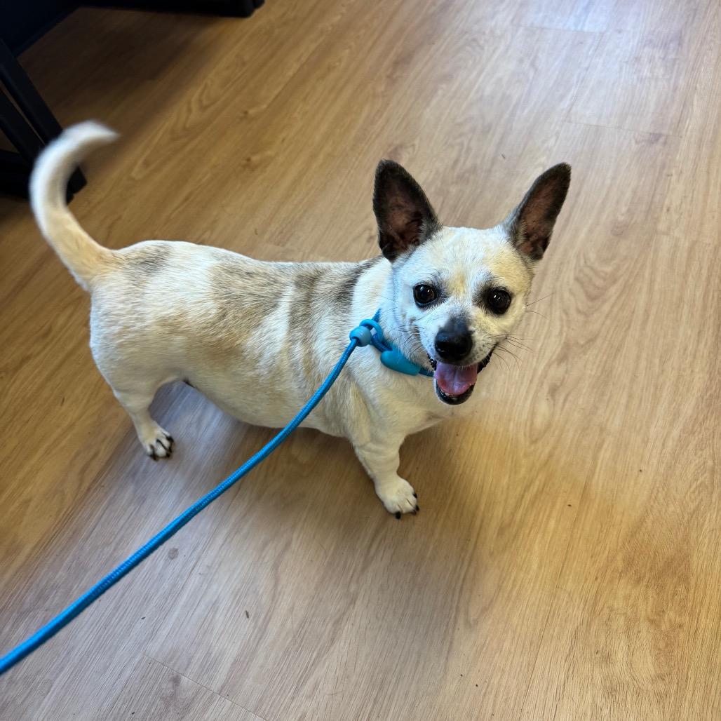 Enlarge Lolita, a Adoptable mixed breed in Newberg, OR image 2/6