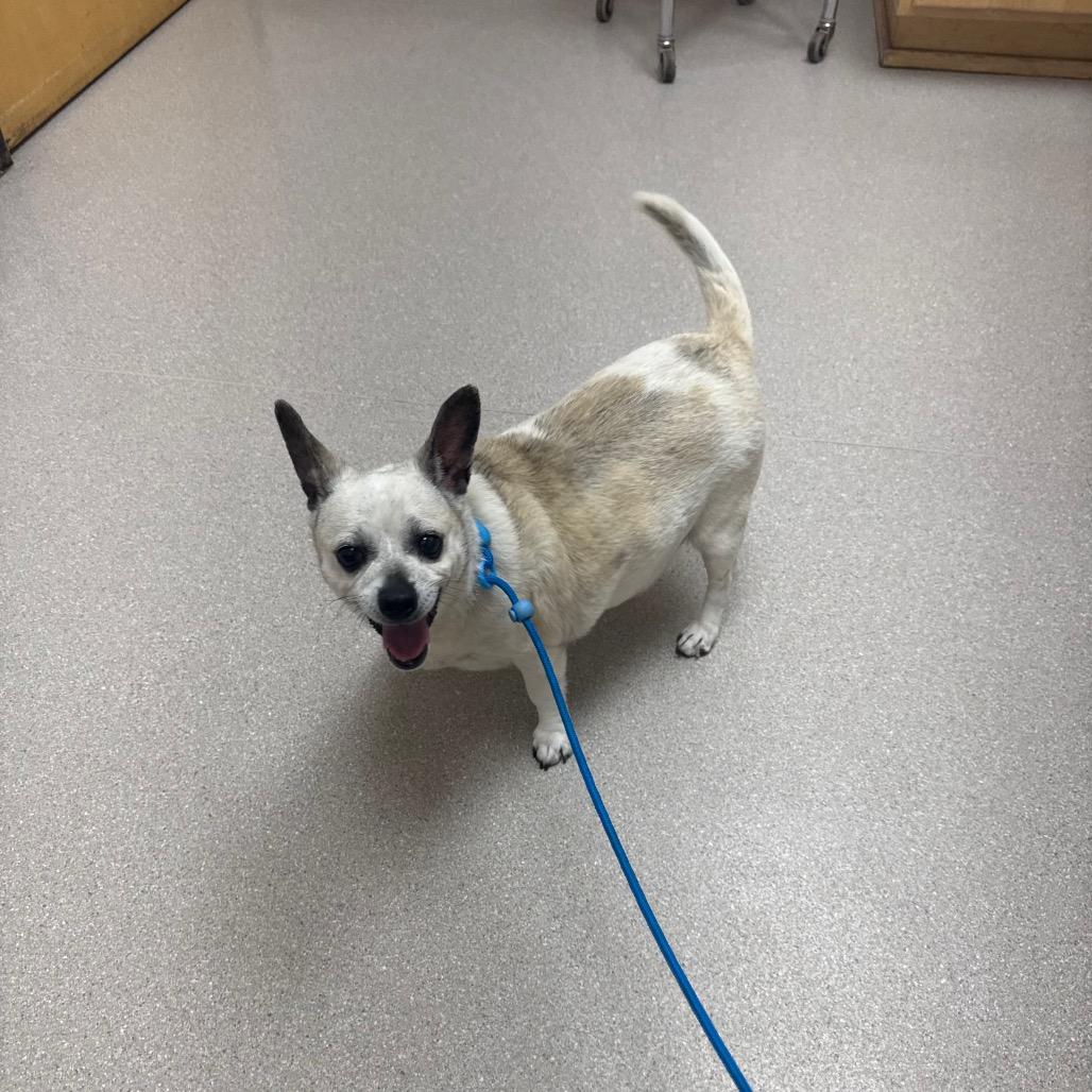 Enlarge Lolita, a Adoptable mixed breed in Newberg, OR image 3/6