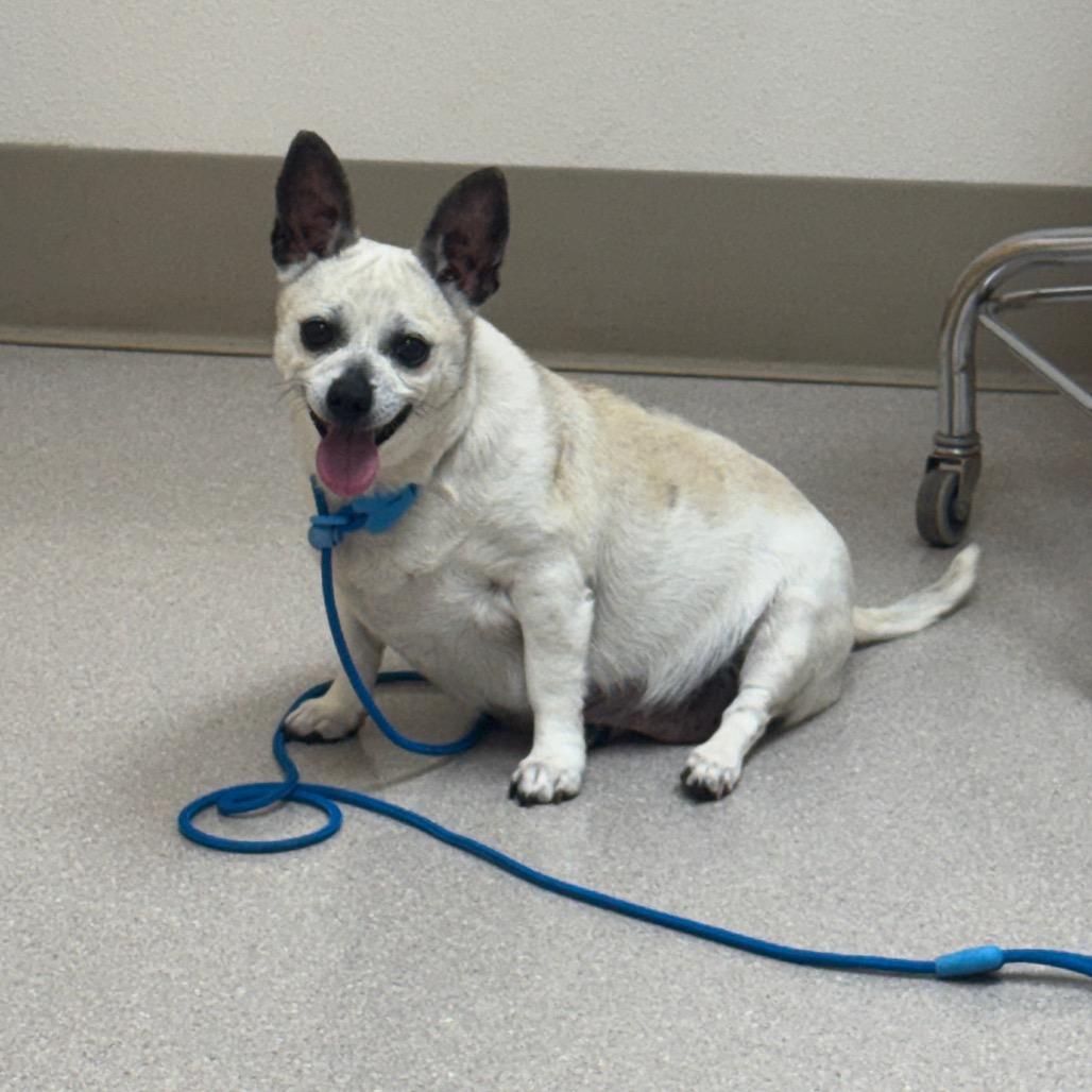 Enlarge Lolita, a Adoptable mixed breed in Newberg, OR image 4/6