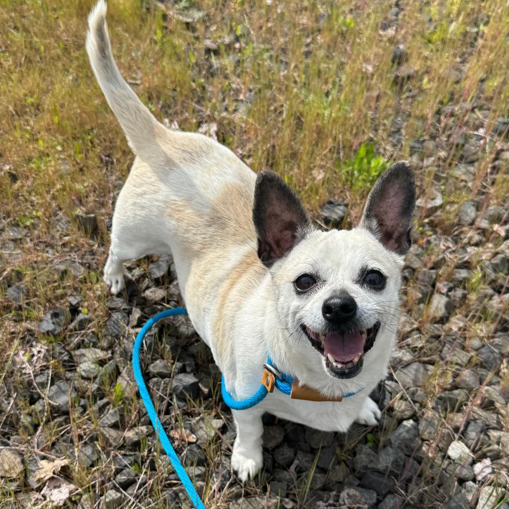 Enlarge Lolita, a Adoptable mixed breed in Newberg, OR image 5/6