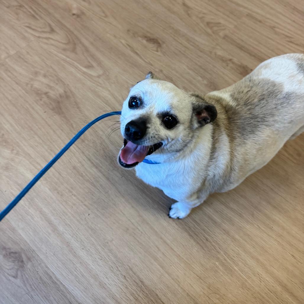 Enlarge Lolita, a Adoptable mixed breed in Newberg, OR image 6/6