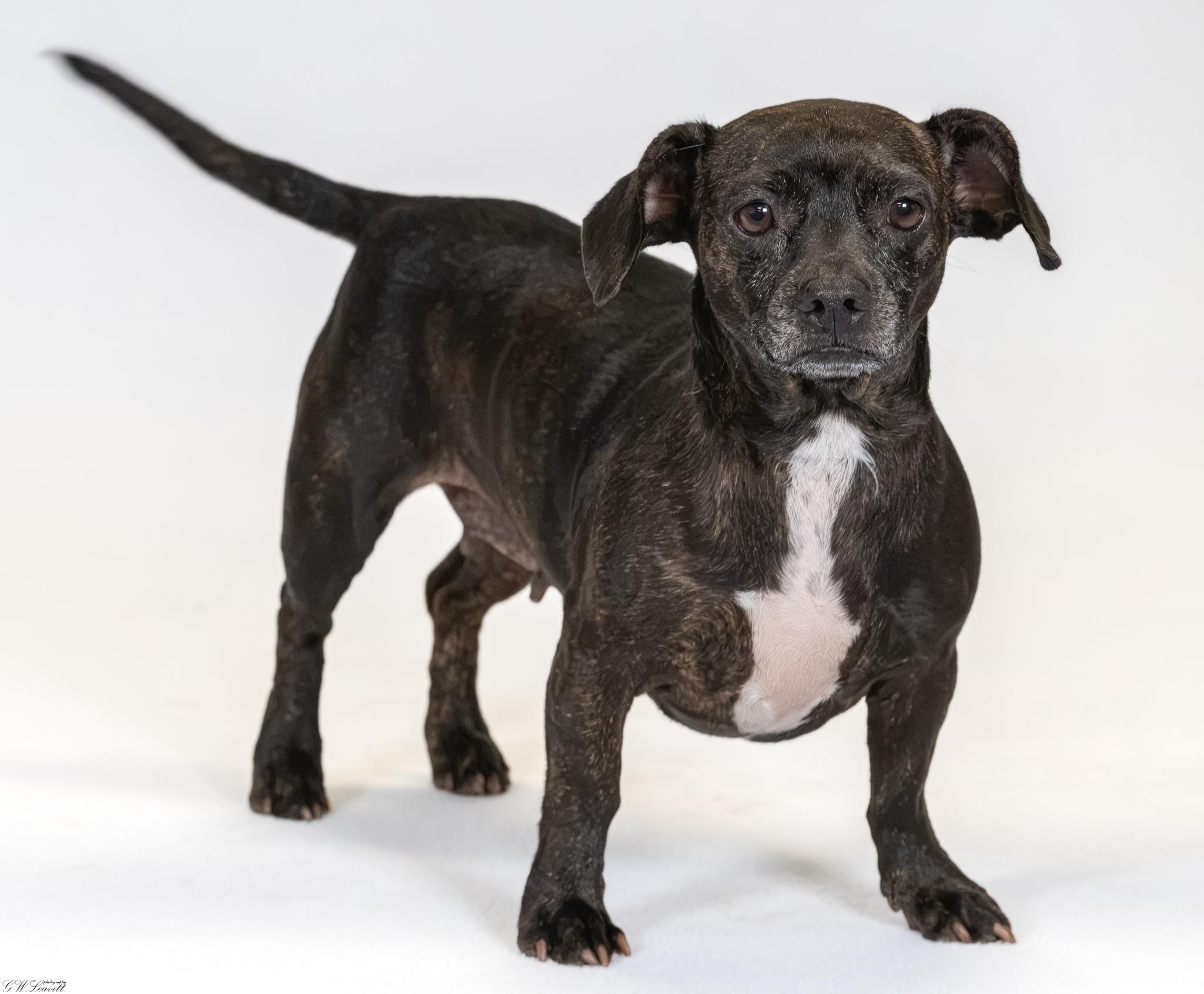 Enlarge Mitzie (Available in Florida), a Adoptable mixed breed in BONIFAY, FL image 6/6