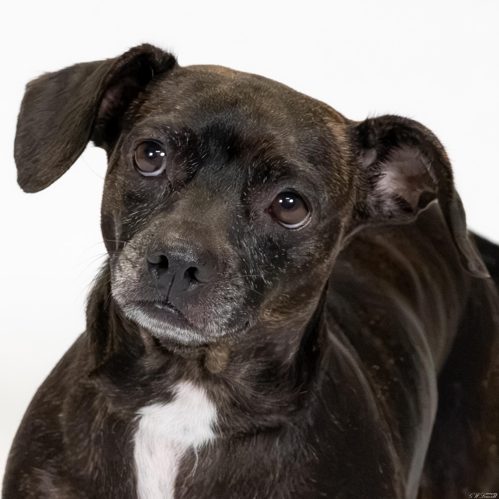 Enlarge Mitzie (Available in Florida), a Adoptable mixed breed in BONIFAY, FL image 4/6