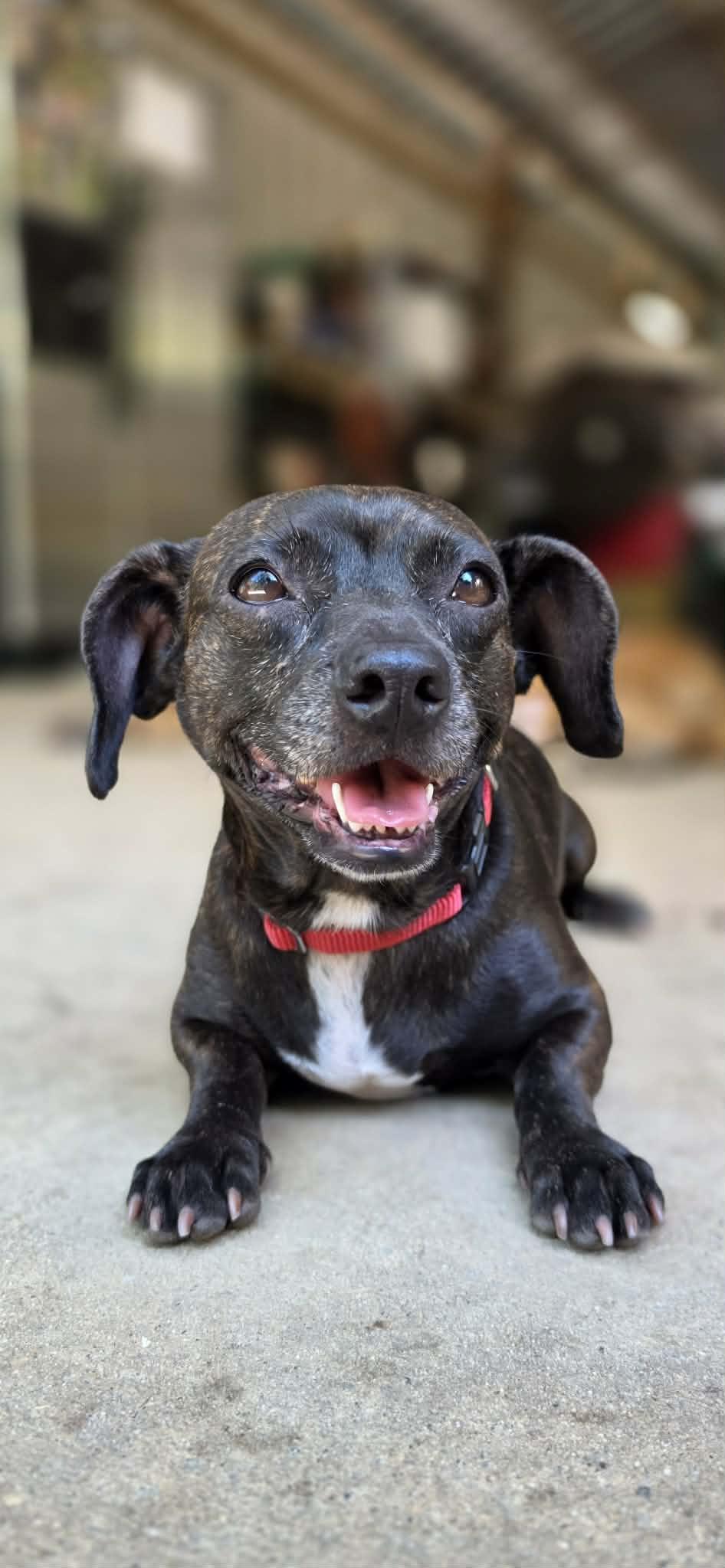 Enlarge Mitzie (Available in Florida), a Adoptable mixed breed in BONIFAY, FL image 2/6