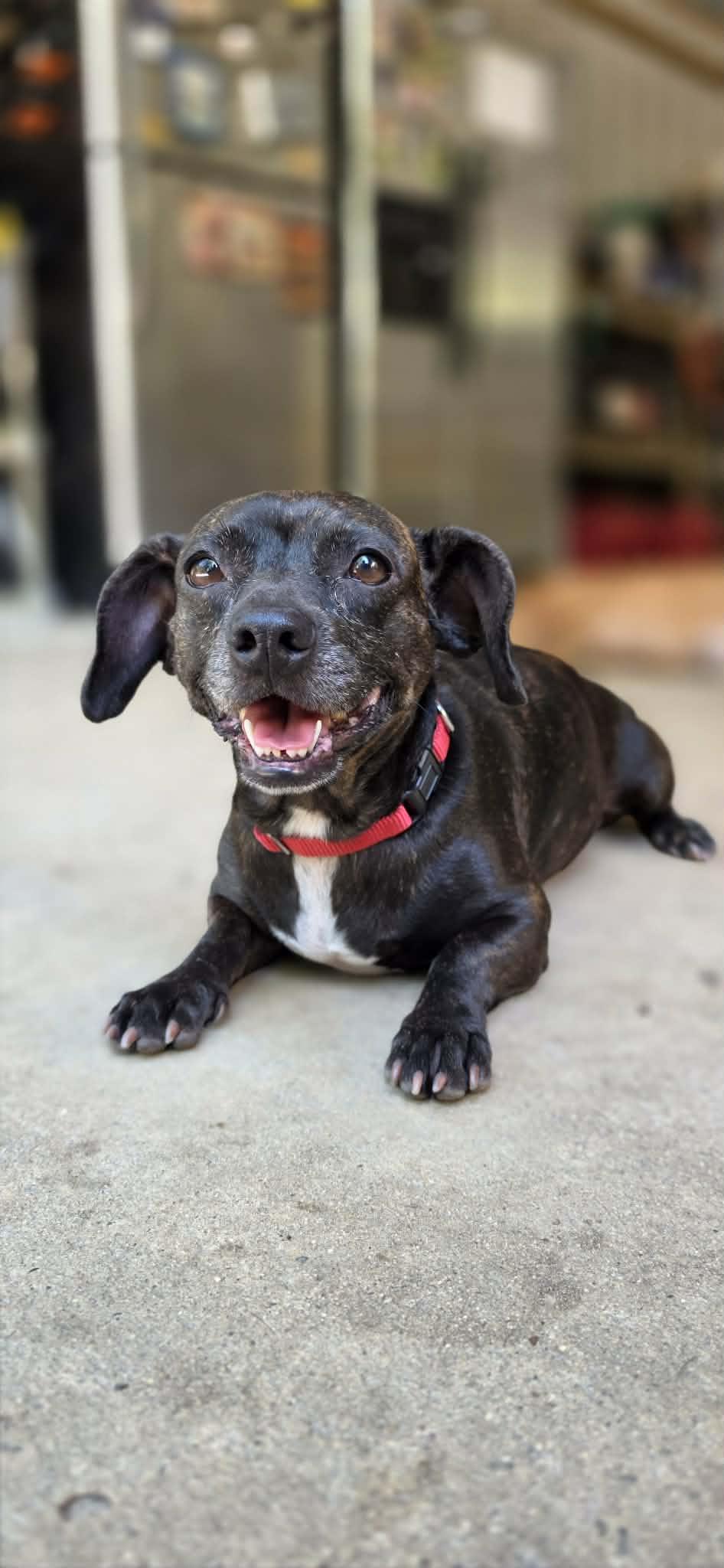 Mitzie (Available in Florida), Adoptable, Young Female Chihuahua & Dachshund.