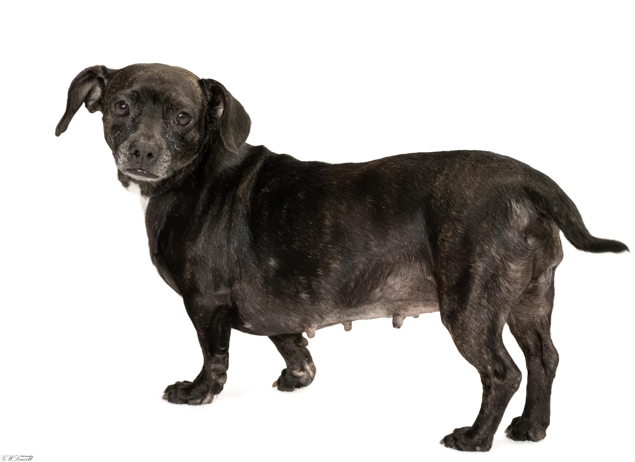Enlarge Mitzie (Available in Florida), a Adoptable mixed breed in BONIFAY, FL image 5/6