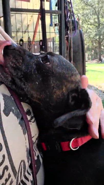 Enlarge Mitzie (Available in Florida), a Adoptable mixed breed in BONIFAY, FL video 3/6