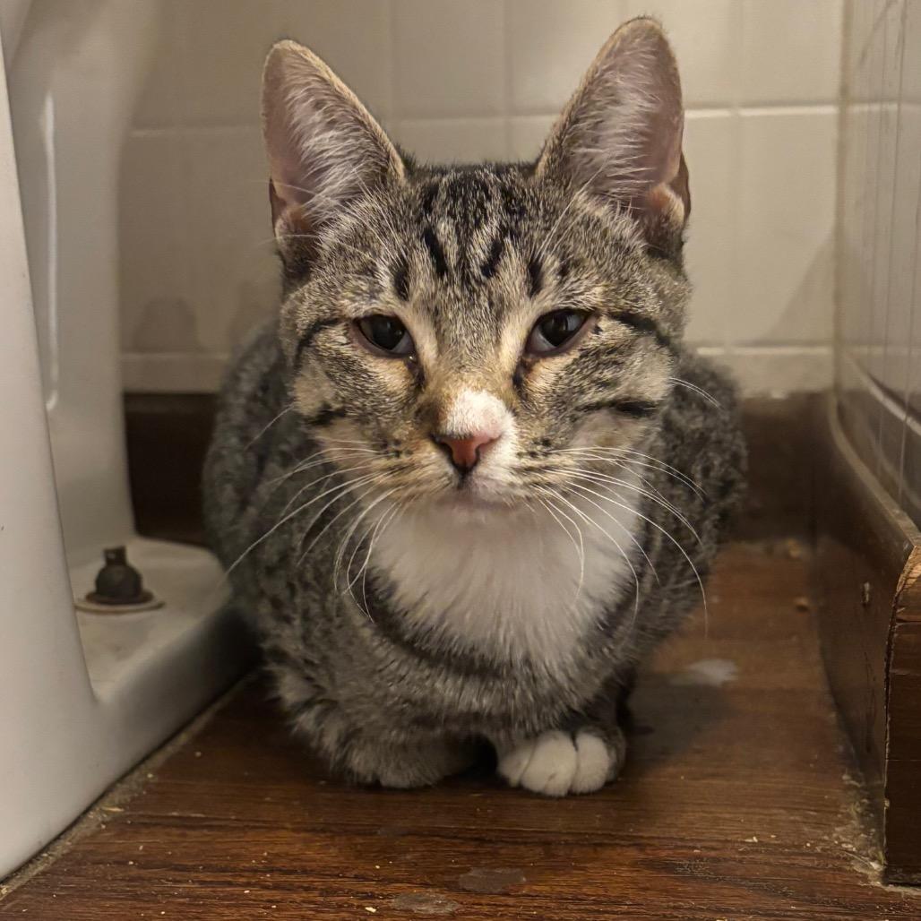 Enlarge Wasabi, a Adoptable mixed breed in Amarillo, TX image 1/6