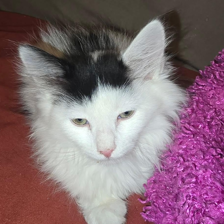 Patches, ADOPTABLE, Kitten Male Calico.