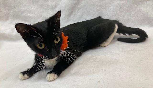 Tootsie-Petite Sweetie, a ADOPTABLE Domestic Short Hair in Arlington, VA image 1/3