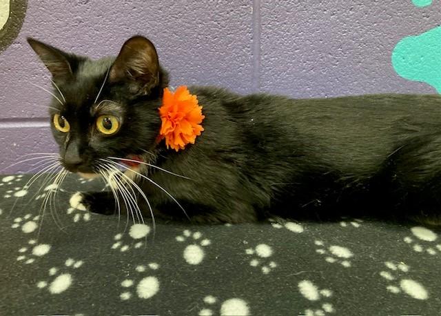 Tootsie-Petite Sweetie, a ADOPTABLE Domestic Short Hair in Arlington, VA image 2/3