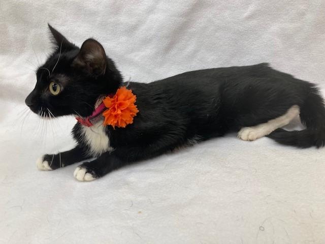 Tootsie-Petite Sweetie, a ADOPTABLE Domestic Short Hair in Arlington, VA image 3/3