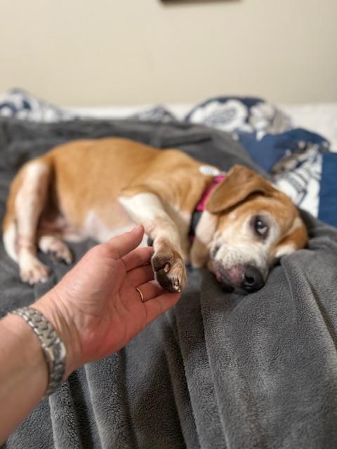 Enlarge Maisy, a ADOPTABLE Beagle in Wilmington, NC image 5/6