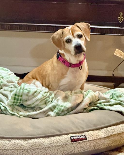 Enlarge Maisy, a ADOPTABLE Beagle in Wilmington, NC image 2/6
