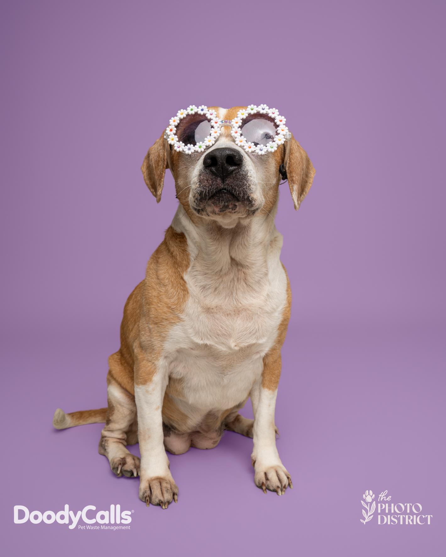 Maisy, ADOPTABLE, Senior Female Beagle.