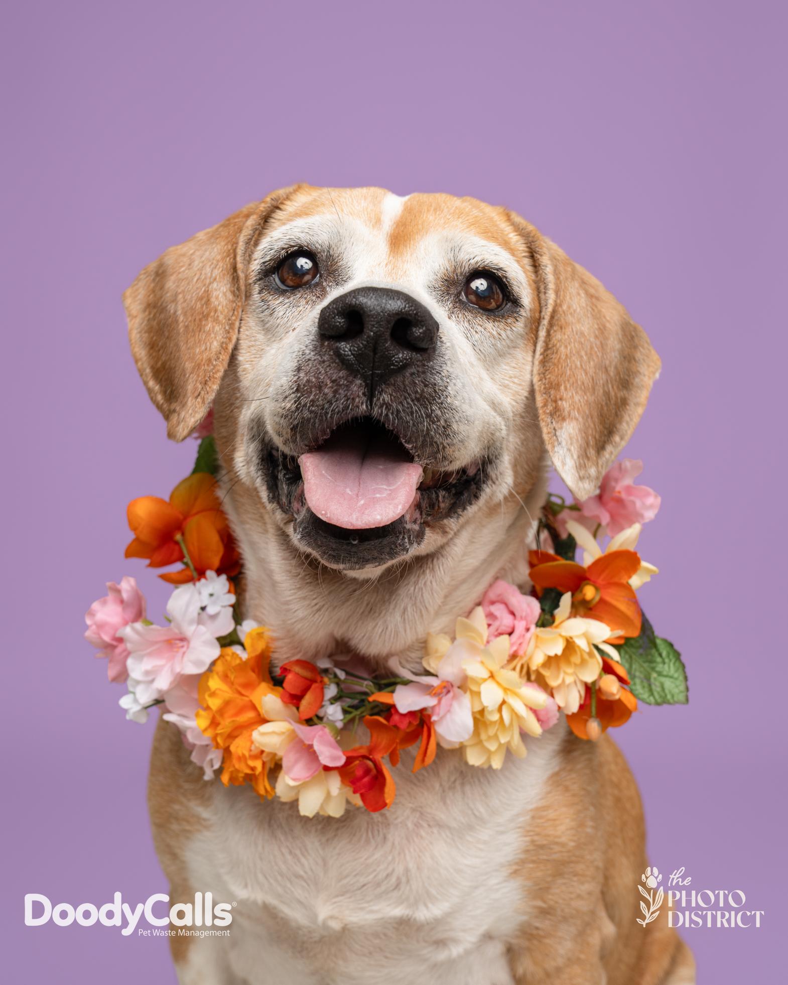 Enlarge Maisy, an adoption pending Beagle in Wilmington, NC image 3/6