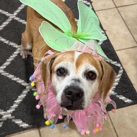 Enlarge Maisy, a ADOPTABLE Beagle in Wilmington, NC image 1/6
