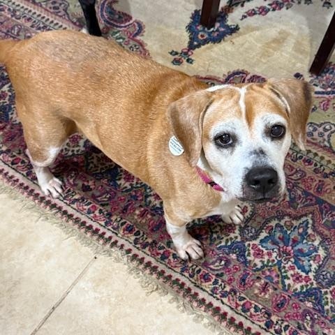 Enlarge Maisy, a ADOPTABLE Beagle in Wilmington, NC image 4/6