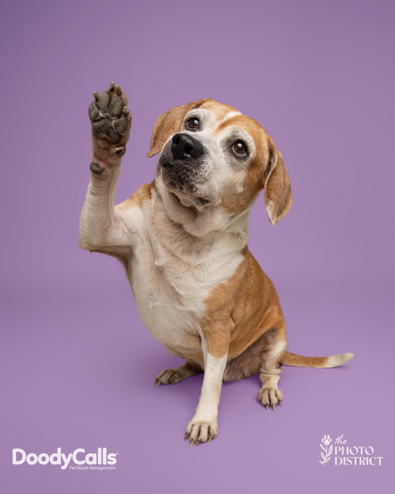 Enlarge Maisy, an adoption pending Beagle in Wilmington, NC image 4/6