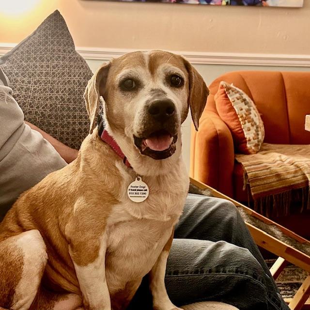 Enlarge Maisy, a ADOPTABLE Beagle in Wilmington, NC image 3/6