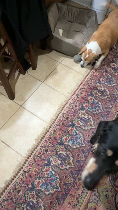 Enlarge Maisy, a ADOPTABLE Beagle in Wilmington, NC video 6/6