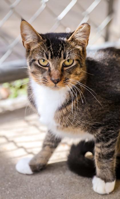 Jake, Adoptable, Young Male Domestic Short Hair & Domestic Short Hair.