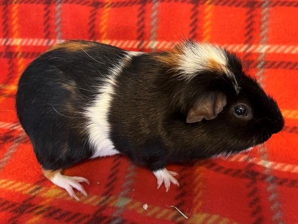 Tico, Adult Male Guinea Pig