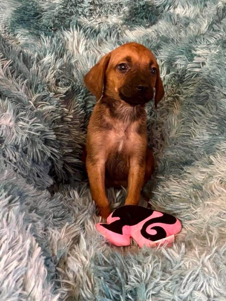 Enlarge Rebel, a Adopted mixed breed in Urbandale, IA image 1/1