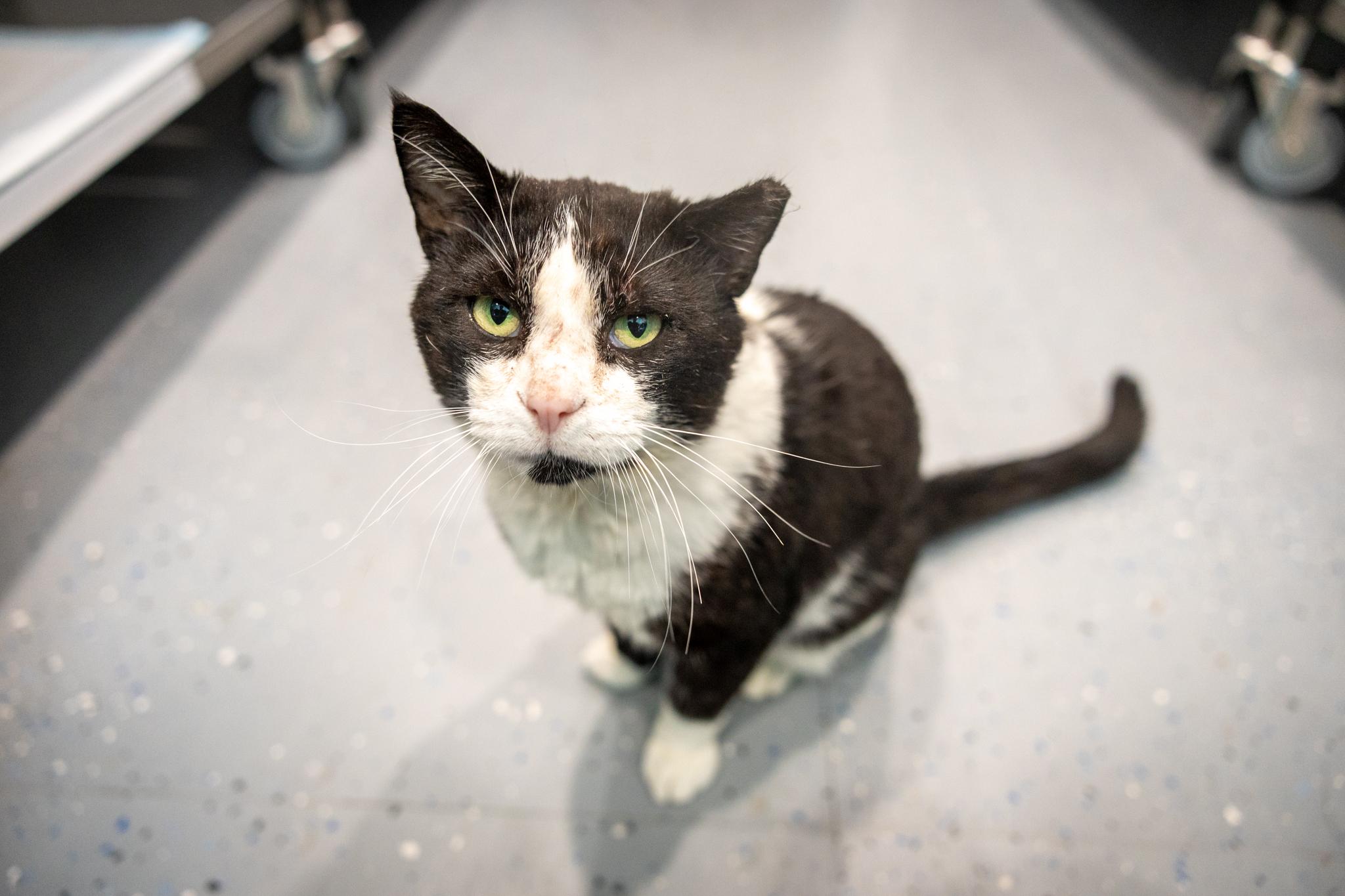 Enlarge Walter, a Adoptable Domestic Short Hair in Hamilton, ON image 3/5
