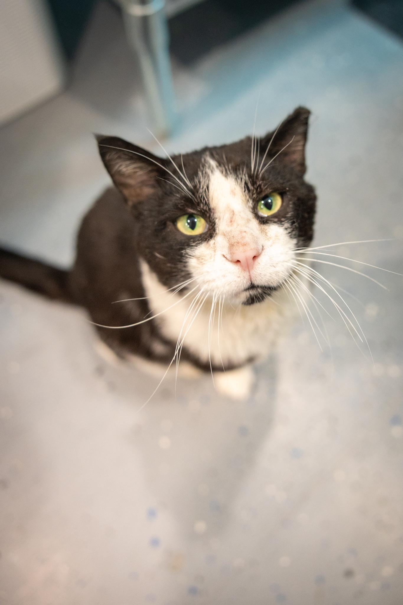 Enlarge Walter, a Adoptable Domestic Short Hair in Hamilton, ON image 2/5