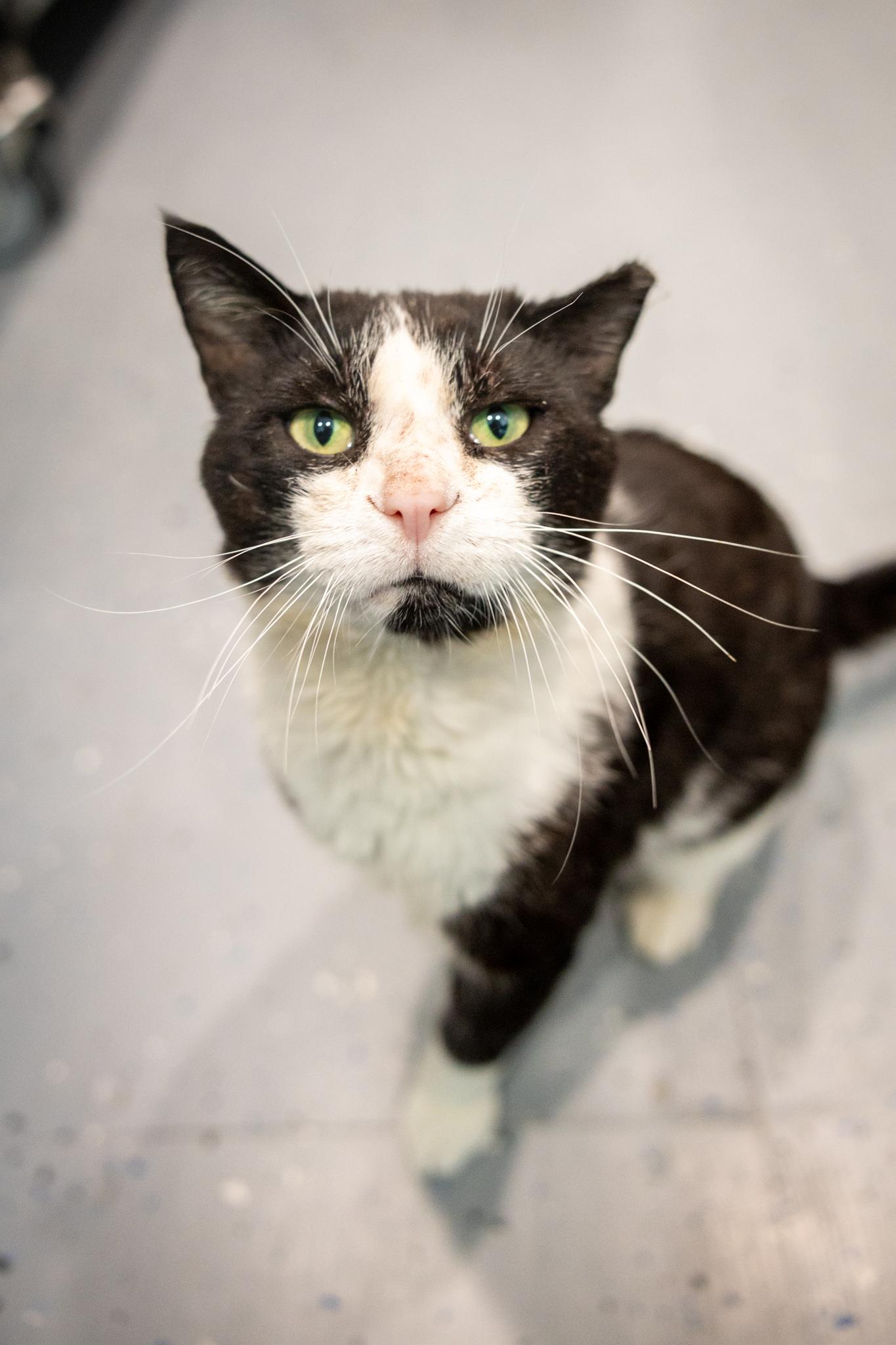 Walter, Adoptable, Adult Male Domestic Short Hair.