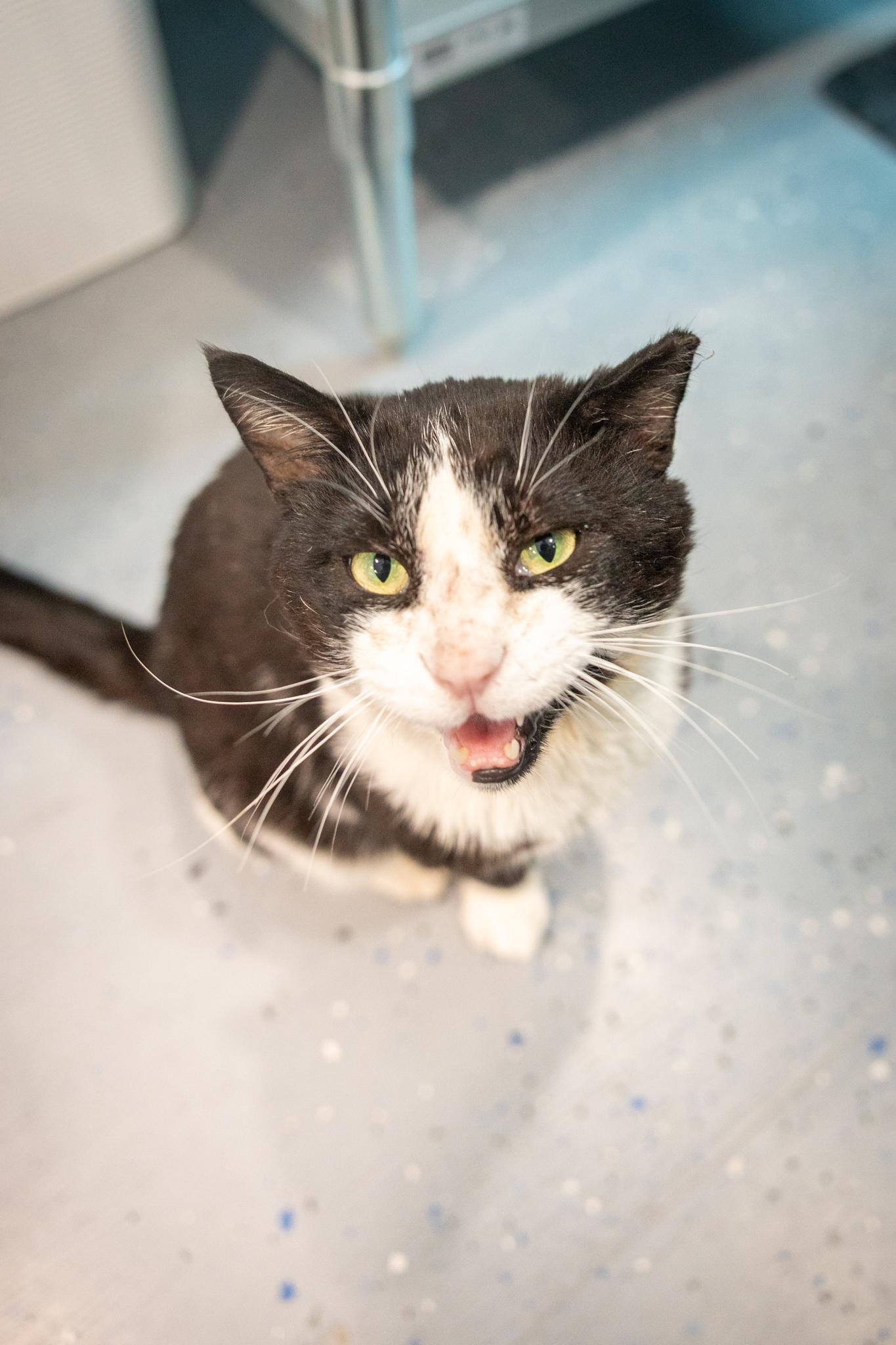 Enlarge Walter, a Adoptable Domestic Short Hair in Hamilton, ON image 5/5