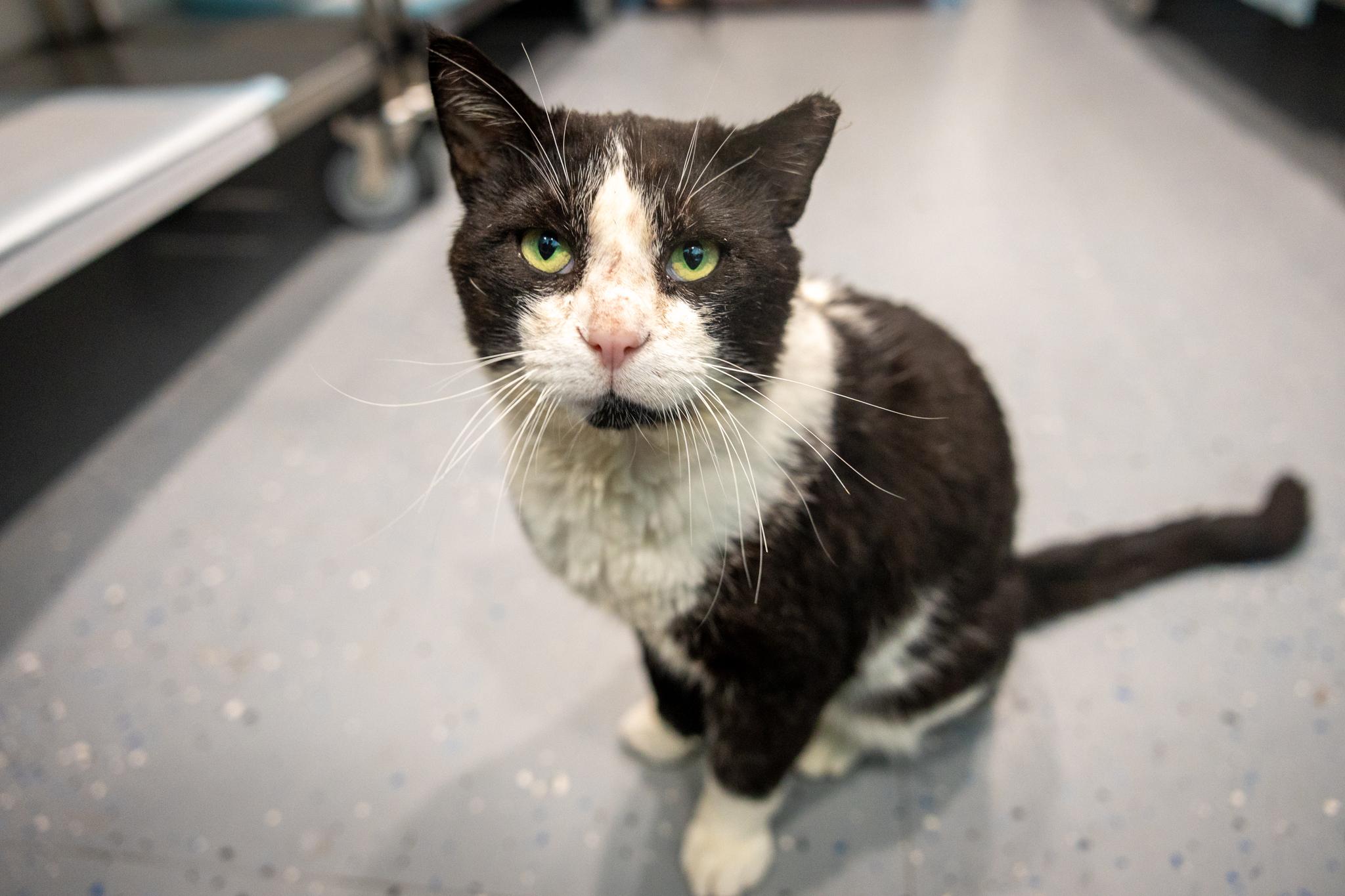 Enlarge Walter, a Adoptable Domestic Short Hair in Hamilton, ON image 4/5