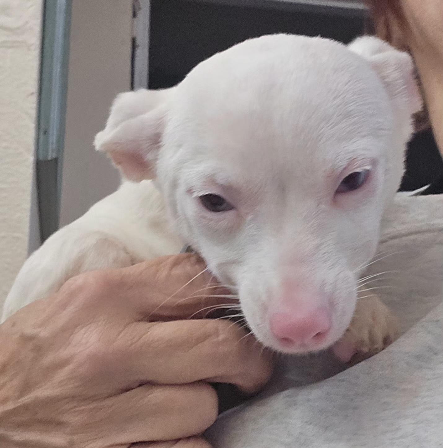 Suzi Q (Deaf), adopted, Puppy Female Chihuahua.