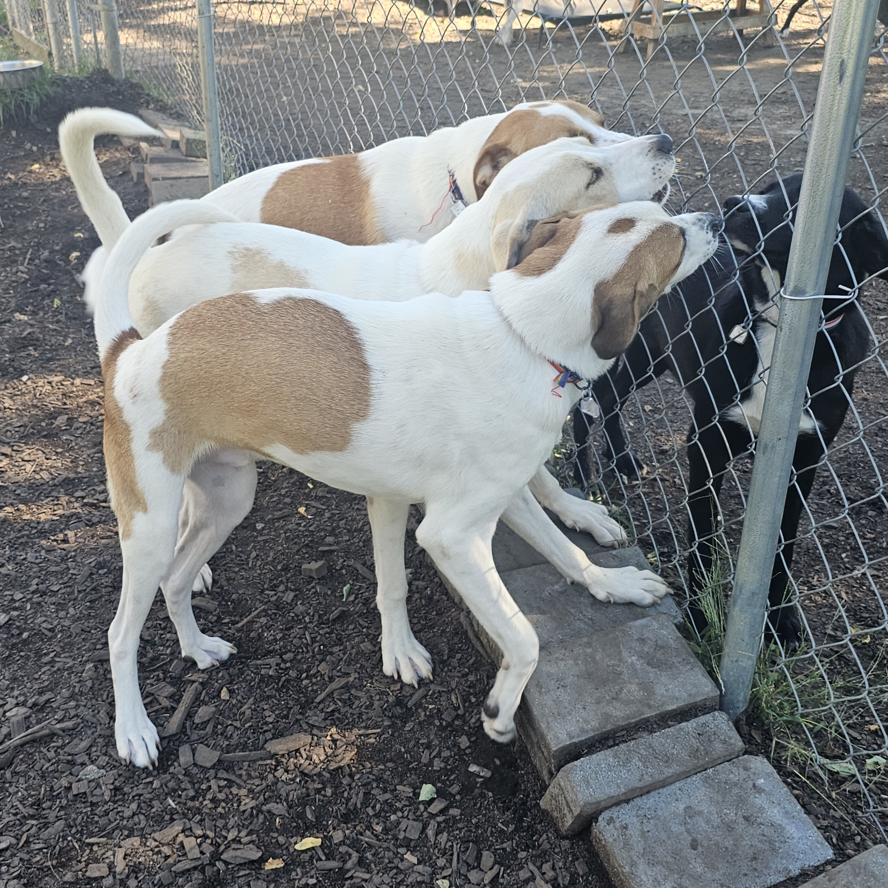 Dog for adoption The "K" brothers, Koby Kane and Kirby, a Labrador