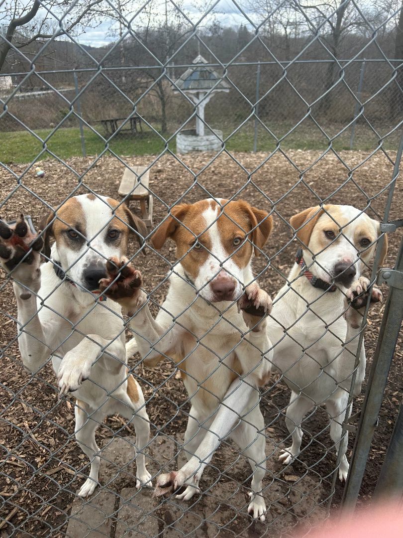 Dog for adoption The "K" brothers, Koby Kane and Kirby, a Labrador