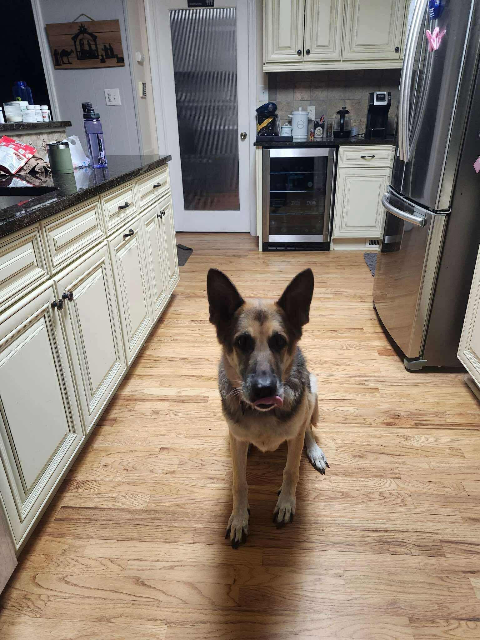 Enlarge Rider, a Adoptable German Shepherd Dog in East Haddam, CT image 1/4