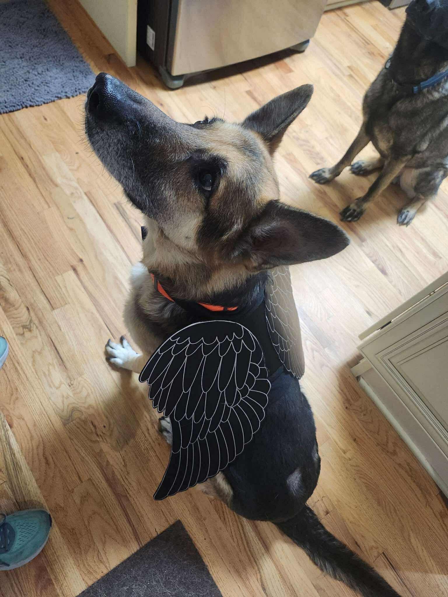 Enlarge Rider, a Adoptable German Shepherd Dog in East Haddam, CT image 3/4