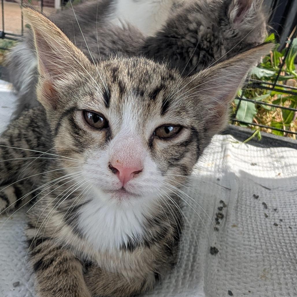 Enlarge Opal Teal Baby, a Adoptable Domestic Short Hair in West Plains, MO image 1/1
