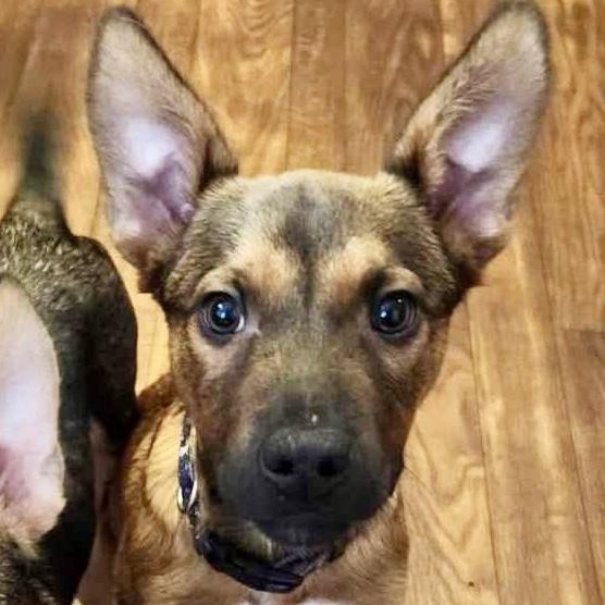 Sparky, Adopted, Young Male German Shepherd Dog & Australian Kelpie.