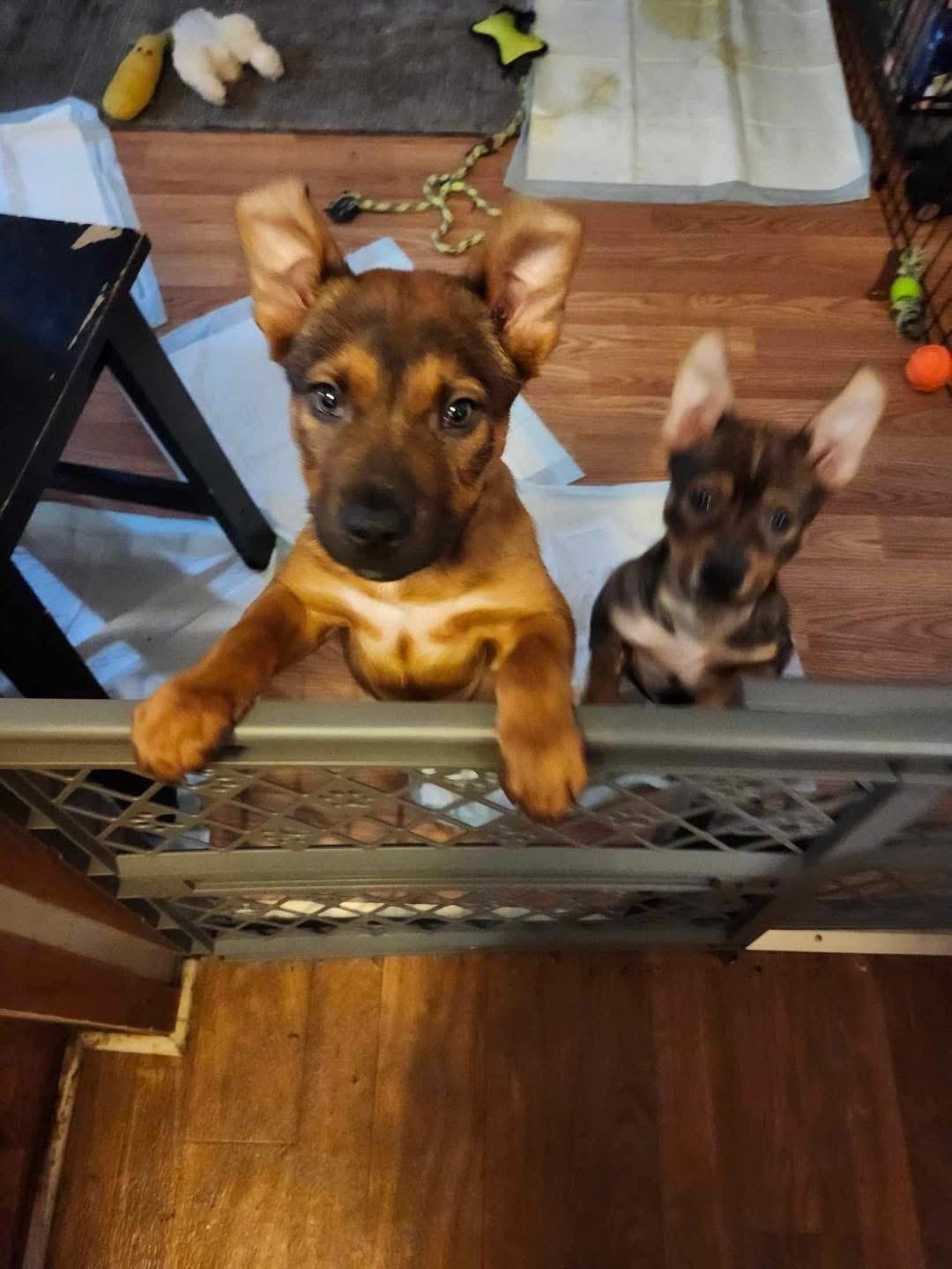 Enlarge Sparky, a Adopted mixed breed in Mobile, AL image 5/6